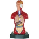 Eduplay Anatomie Menschlicher Torso, 24 cm Eduplay Anatomie Menschlicher Torso, 24 cm