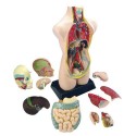 Eduplay Torso groß, 50 cm Eduplay Torso groß, 50 cm