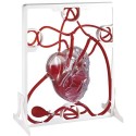 Eduplay Herz Modell Menschliches Anatomie Eduplay Herz Modell Menschliches Anatomie