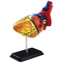 Eduplay Anatomie Modell Herz, 31-teilig Eduplay Anatomie Modell Herz, 31-teilig